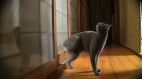 a funny video of a cat.