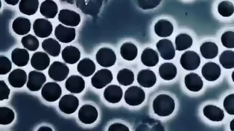 White Blood Cell wandering between Red Blood Cells and checking for harmful
