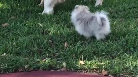 Pomeranian Playing With Labradors Gone Wrong