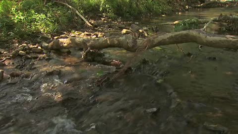 Natural Stream Restoration: Streams in Nature (Part I)