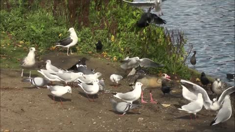 Gull Seagull Bird Animal Feeding Scramble