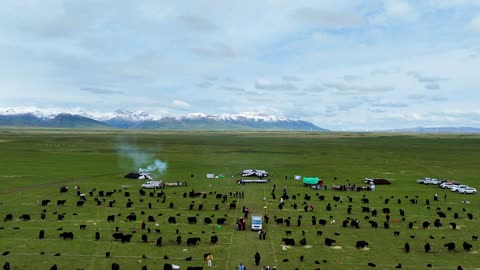 Historic First Tianjun Zhuoyang Cang Three-Province Yak Milking Competition Concludes Successfully