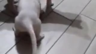 Cat Vs Dog Lovely Fight