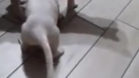Cat Vs Dog Lovely Fight