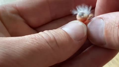 This is the smallest bird I've ever hatched
