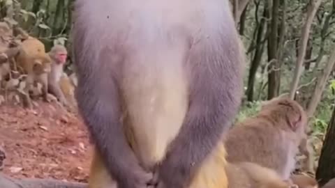 funny monkeys best commedy video