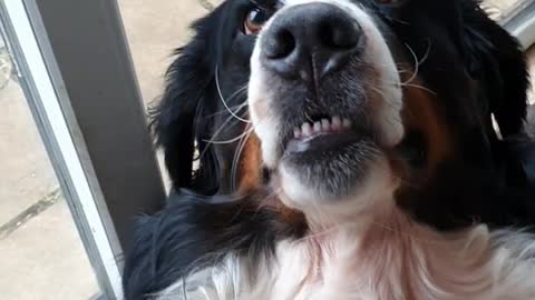 Bernese Mountain Dog wants a pancake