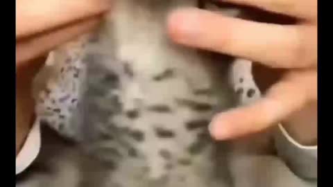 Cute Babycat video