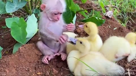 Chú Khỉ rất thân thiện với những người bạn xung quanh
