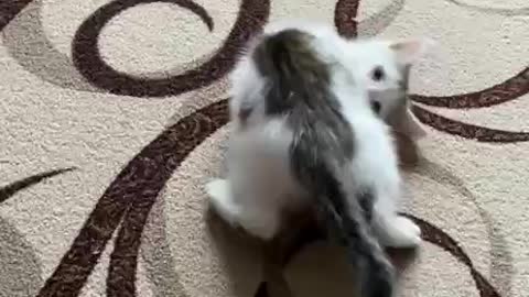 Cute Kitten | Russia