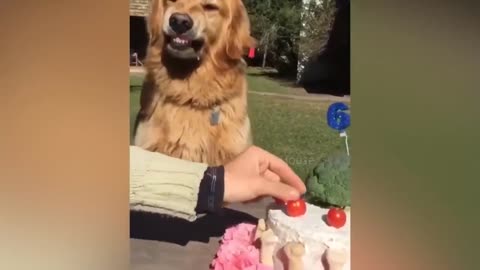 Dog Reaction to Cutting Cake 🤣 - Funny Dog Cake Reaction Compilation | Pets House