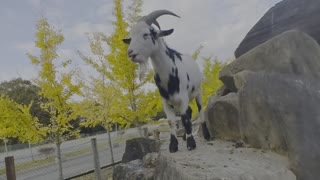 Safari in Japan