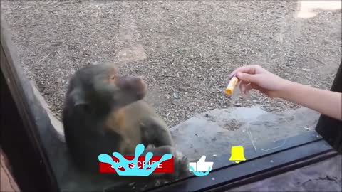 The monkey's reaction to magic🙈🙉🙊funny monkey videos🤣