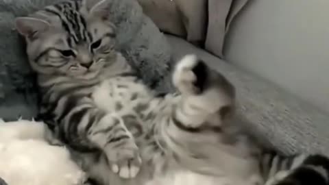 Cute cat video