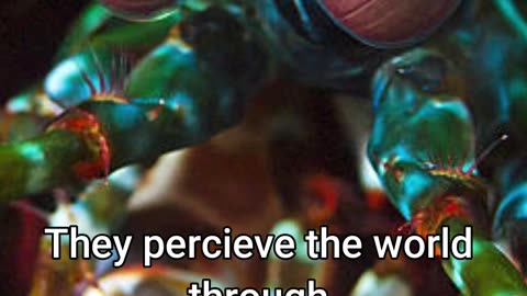 Mantis Shrimp - The Strongest Punch In The Animal Kingdom