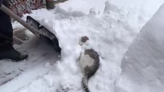 a cat and its play in the snow
