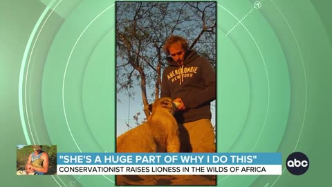 Living with a lion_ Conservationist rescued and raised cub ABC News