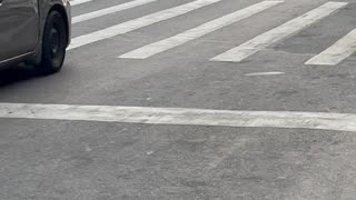 Summer Street Fight In Brooklyn