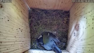Another busy day - time lapse of the nest box
