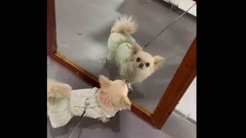 Animals Seeing Themselves For The First Time!