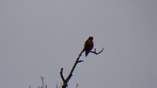 Red-shouldered hawk