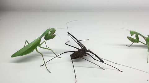 Giant Mantis with Whipspider