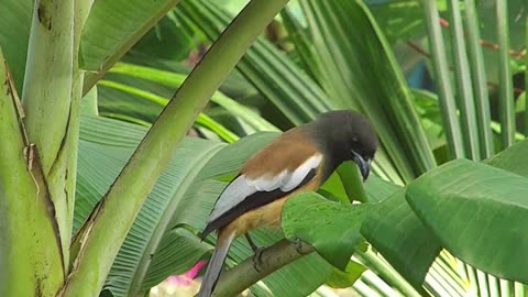 Magpie dining on a banana leaf/Flying Friends