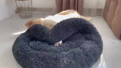Golden Retriever is doing everything possible to remove the Kitten from his bed!