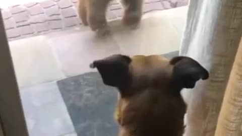 Dog unhappy about bear cub sneaking up 🤣