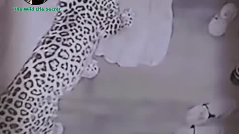 Leopard attacked human and dog.