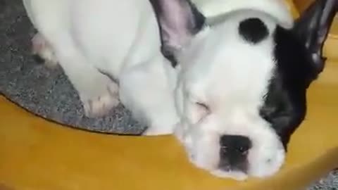 Snoring puppy will melt your heart