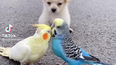 Puppy Jealous of the parrot couple