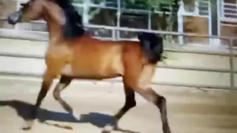 Look at the legs on this horse