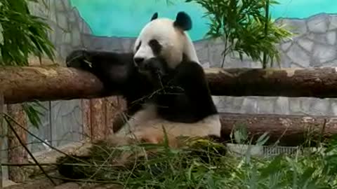 Very funny panda. It's so cute).