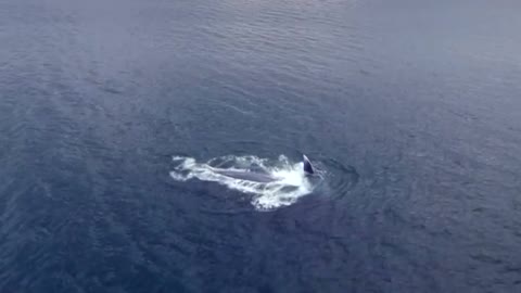 Blue whale spotted off Icelandic coast re