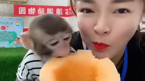 Cute baby monkey eating Cucumber with girl