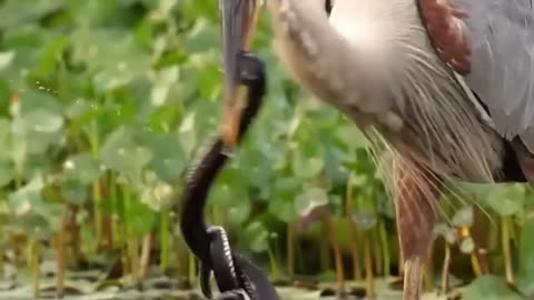Herons catching snacks 🦩🐍 #herons #birds #snacks