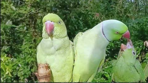 Talking Parrots | Incredible | Birds Lovers | Rumble