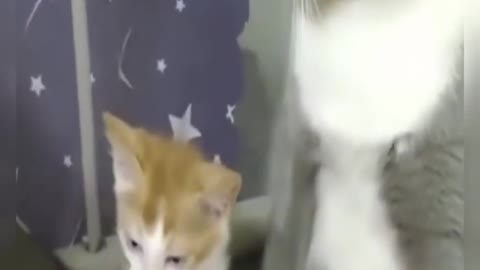 Funny cat videos