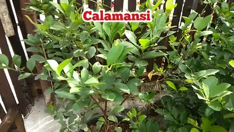 Miracle fruit/calabash fruit and calamansi plants are good for health..