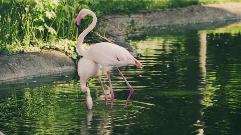 flamingo dancing birds