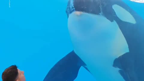 Blue While Be practice in the water pool