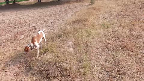 Pointer Dog Training | Pointer dog Hunting | pointer dog Training In Pakistan