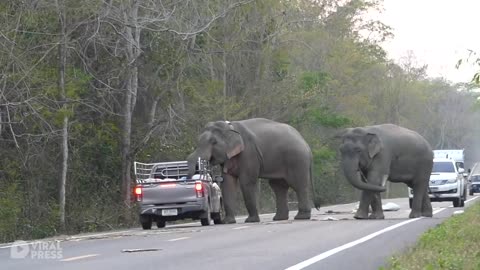 Elephants goes shopping