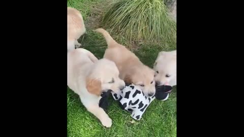 Cute Baby Animals Videos Compilation _ Funny and Cute Moment of the Animals _38 Cutest Animals
