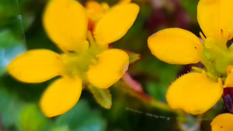 Part- 1 More Clicks || flower collection #editing