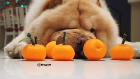 Chow Chow Dog - Playing