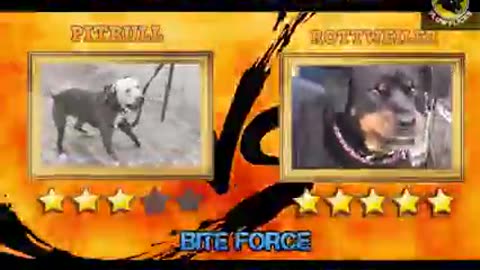 Pitbull VS Rottweiler (who is most powerful and who will win)