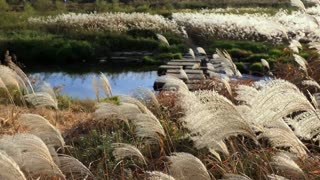Silver grass by the river 2