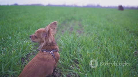 The Journey of Puppyhood from Newborn